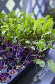 High angle view of plants growing in tray