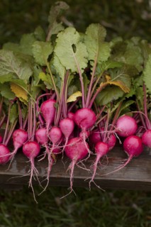 Close up of fresh radishes
