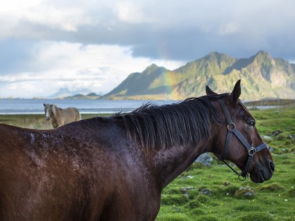 Close up of horses grazing in coastal fields