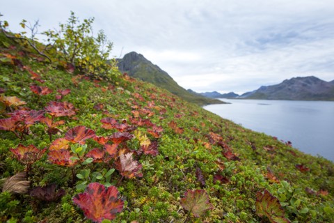 Grassy hillside over lake in remote landscape