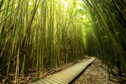 Wooden walkway through bamboo forest
