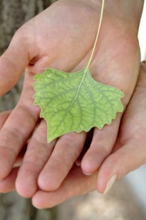 Caucasian woman holding small green leaf