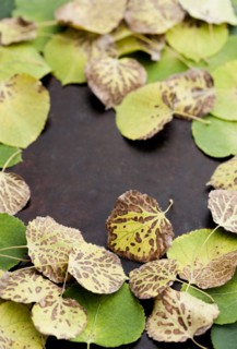 Autumn leaves on surface