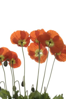 Close up of red poppies