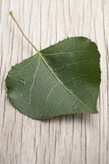Close up of green leaf