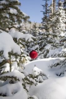 Christmas decoration hanging from snowy tree