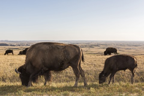 Bison grazing in grassy remote field
