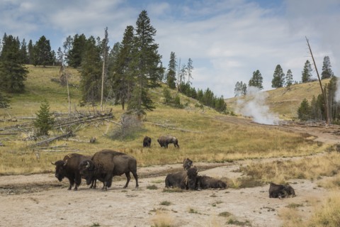 Bison in field near geyser