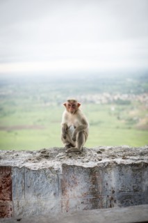 Monkey crouching on dilapidated rock wall