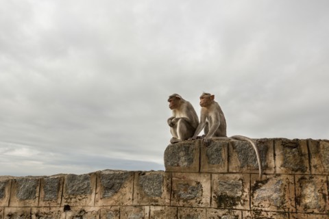 Monkey sitting on rock wall