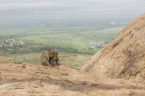 Monkey sitting on rock over rural landscape