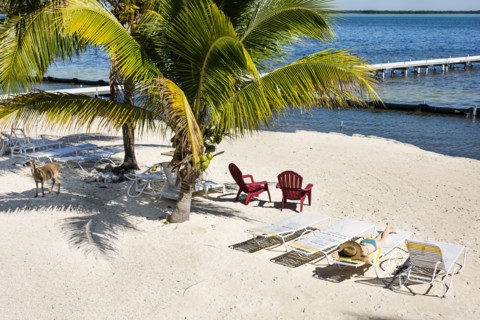 Deck chairs and palm trees on tropical beach