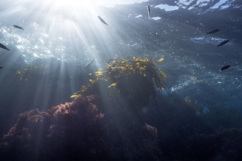 Sunbeams on fish swimming in ocean