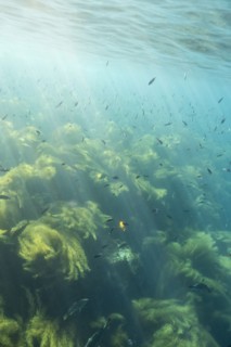 Sunbeams on fish swimming in ocean