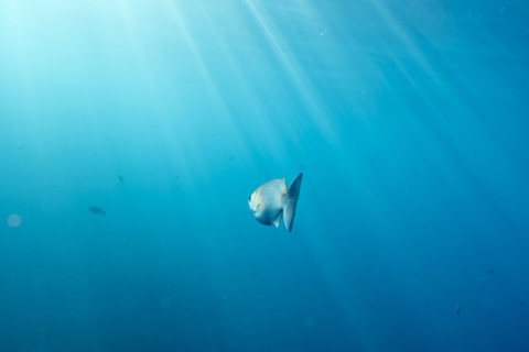 Sunbeams on fish swimming in ocean