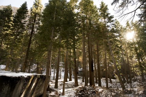 Snow in sunny forest