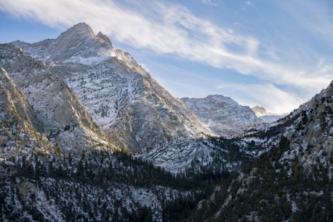 Trees near mountains