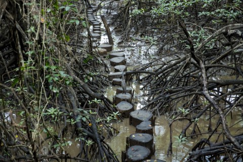 Tree stump path in mangrove