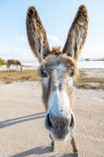 Close up of face of donkey