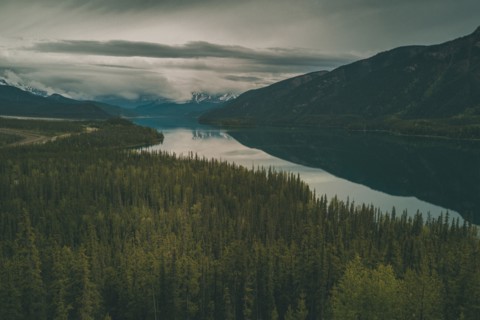 Scenic view of trees and river