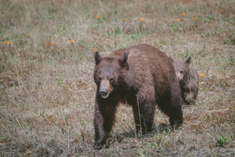 Bears walking in field