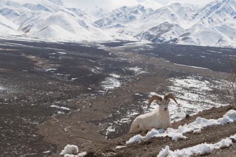 Ram relaxing on snowy mountain