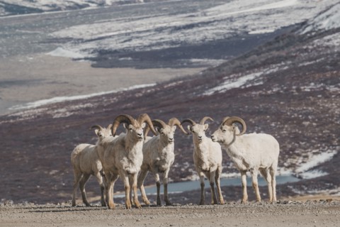 Rams on snowy mountain