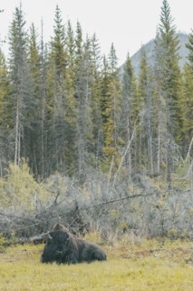 Bison relaxing in field