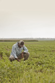 African American farmer looking at crops in field