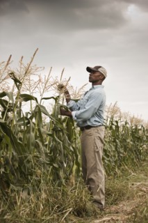 African American farmer tending crops