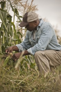 African American farmer tending crops