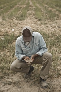 African American farmer checking dirt in field
