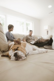 Couple relaxing on sofa with English bulldog