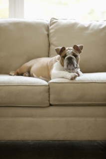 English bulldog laying on sofa