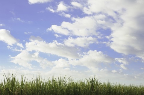 Tall grass under blue sky