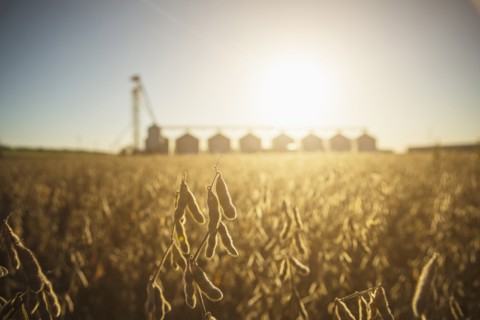 Close up of crops growing in farm field
