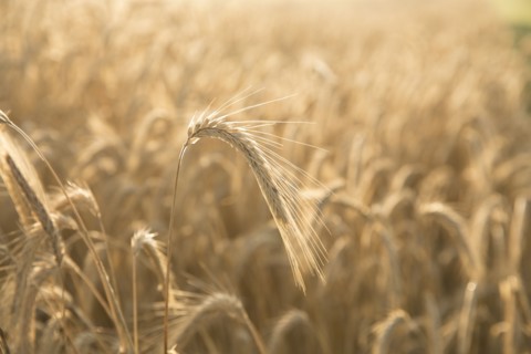 Close up of golden wheat