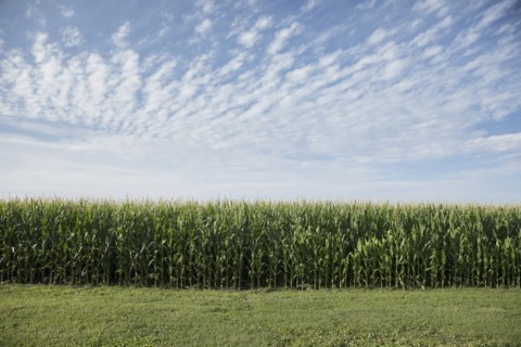 Field of corn