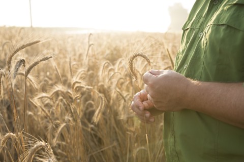 Hands of Caucasian man examining wheat