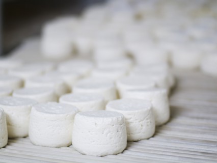 Wheels of artisanal cheeses