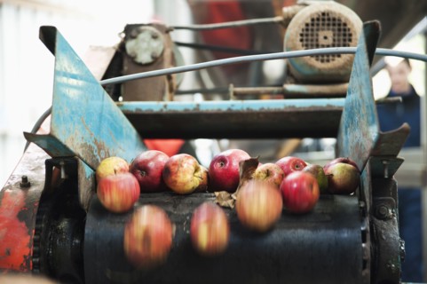 Apples being processed on conveyor belt