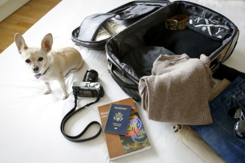 Dog sitting on bed near suitcase