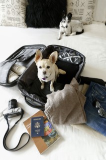 Dog sitting in suitcase on bed