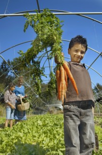 Hispanic boy holding bunch of organic carrots