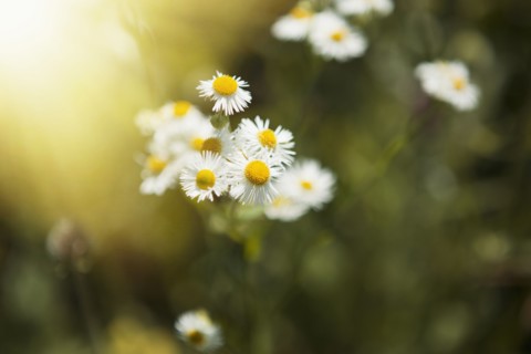 Close up of daisies outdoors