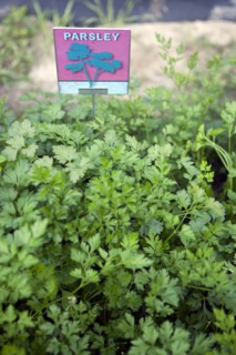 Close up of parsley growing outdoors