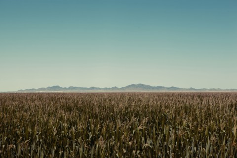 Field of corn in rural landscape