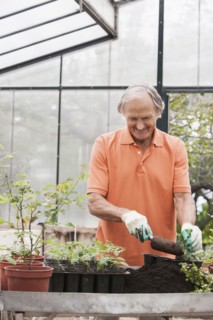 Man potting plants in greenhouse