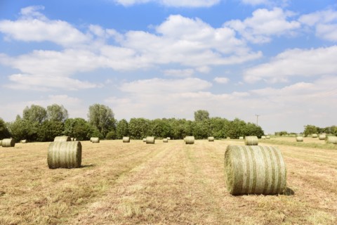 Bales of hay in field