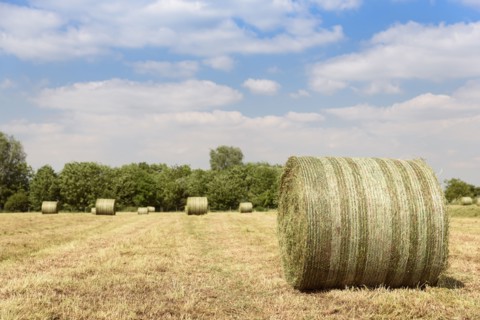Bales of hay in field